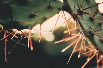 Free Photo of cactus, sunset, goldenhour