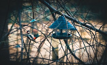 Free Photo of cage, bird, net
