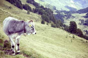 Free Photo of calf, cow, animal