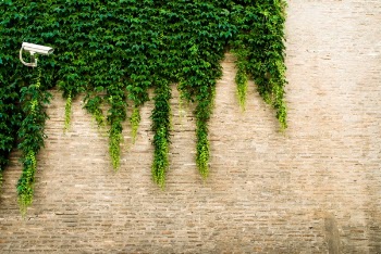 Free Photo of camera, vines, green