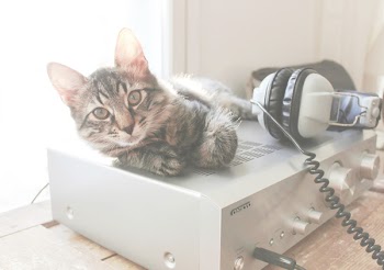 Free Photo of cat, amplifier, headphones