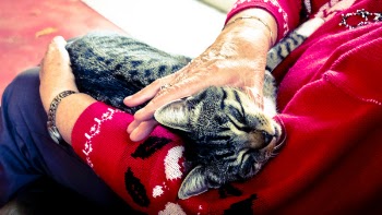 Free Photo of cat, animal, kitten