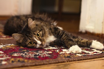 Free Photo of cat, animal, kitten
