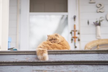 Free Photo of cat, animal, kitten