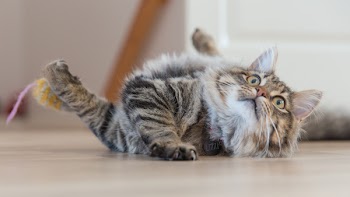 Free Photo of cat, animal, kitten