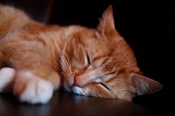 Free Photo of cat, animal, sleep