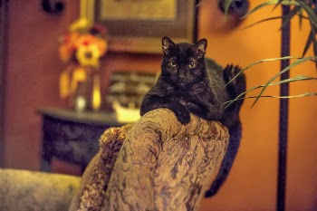 Free Photo of cat, black cat, pet