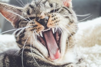 Free Photo of cat, cute, roar