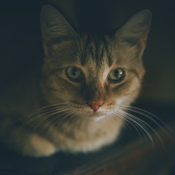 Free Photo of cat, dark, background