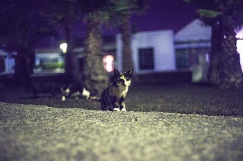Free Photo of cat, focus, night