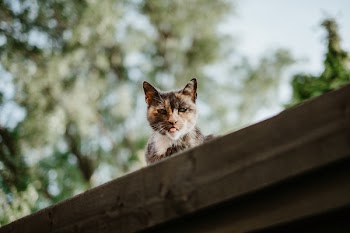 Free Photo of cat, kitten, animal