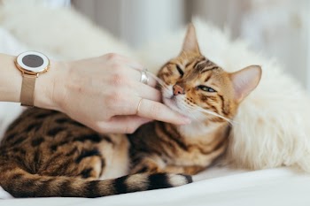 Free Photo of cat, kitten, animal