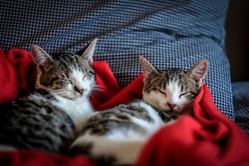 Free Photo of cat, kitten, house