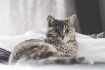 Free Photo of cat, kitten, pet