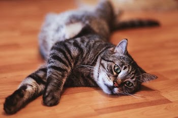 Free Photo of cat, laying, floor