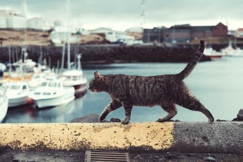 Free Photo of cat, pet, animal