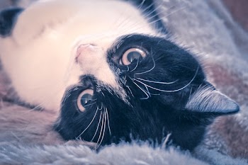 Free Photo of cat, relaxed, eyes