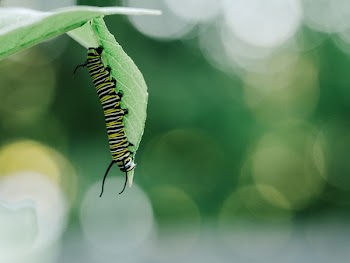 Free Photo of caterpillar, insects, green