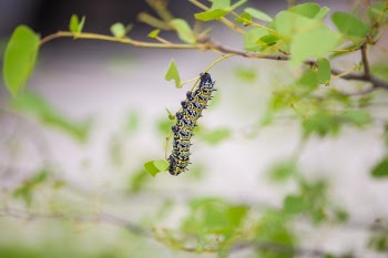 Free Photo of caterpillar, leaves, green