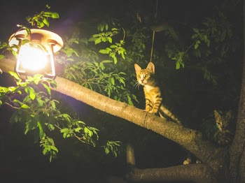 Free Photo of cats, animals, light