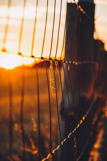 Free Photo of chainlink, fence, sunset