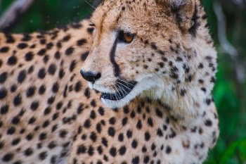 Free Photo of cheetah, animal, wildlife