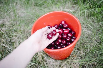 Free Photo of cherries, bucket, fruits