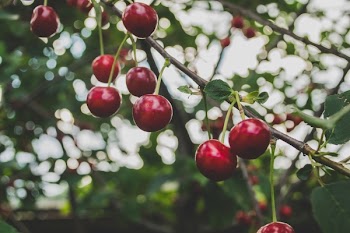 Free Photo of cherries, fruits, trees
