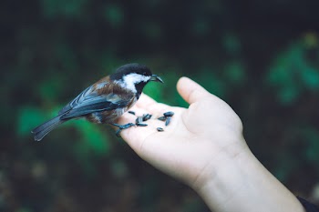 Free Photo of Chickadee, bird, hand