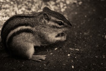 Free Photo of chipmunk, animals, black and white
