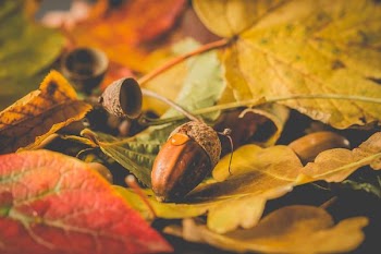 Free Photo of close-up, autumn, tree