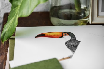 Free Photo of closeup, alone, animal