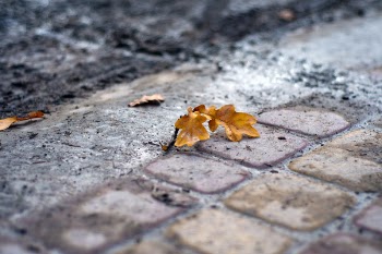 Free Photo of cobblestone, ground, leaves