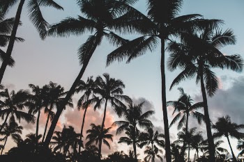 Free Photo of coconut, palm, tree