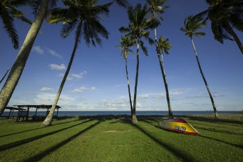 Free Photo of coconut, tree, green