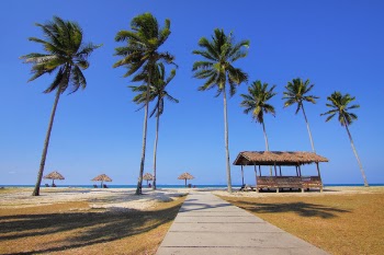 Free Photo of coconut, tree, nature