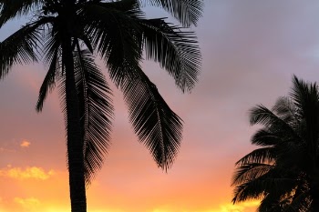 Free Photo of coconut, tree, sky