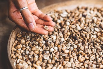 Free Photo of coffee, bean, hand