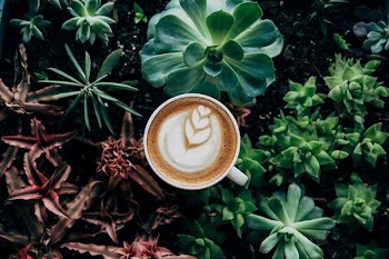 Free Photo of coffee, house, plant