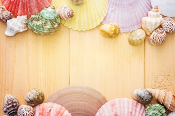 Free Photo of colorful, shell, calm