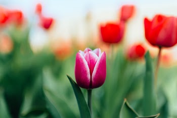 Free Photo of colorful, tulip, green