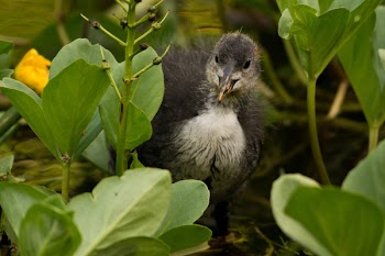 Free Photo of coot, bird, animal