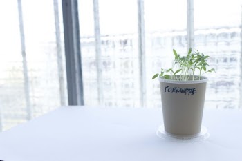 Free Photo of coriander, herb, plant