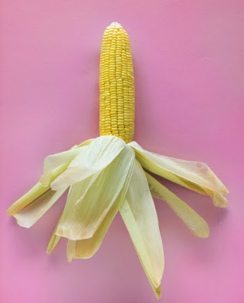 Free Photo of corn, crop, delicious