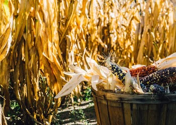 Free Photo of corn, farm, agriculture