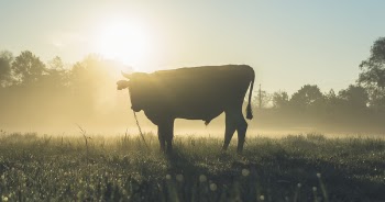 Free Photo of cow, animal, cattle