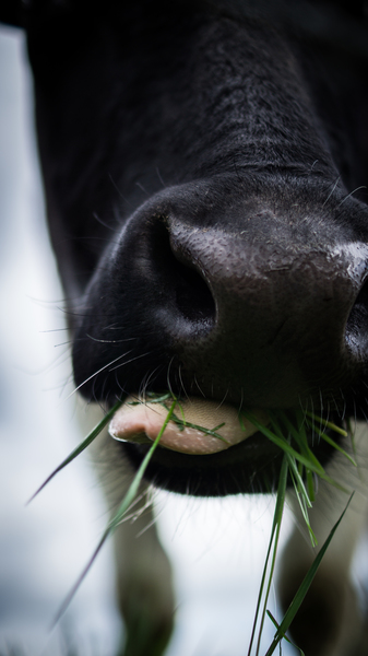 Free Photo of cow, animal, mouth