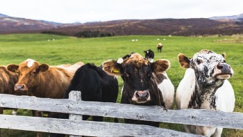 Free Photo of cow, cattle, animal