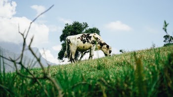 Free Photo of cow, grass, clouds