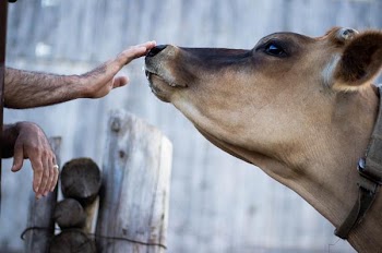Free Photo of cow, nose, touch